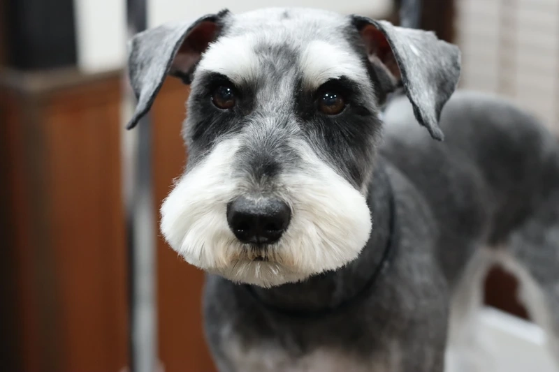 Khoảnh khắc tuyệt đẹp lưu giữ cùng khoảnh khắc chó Schnauzer