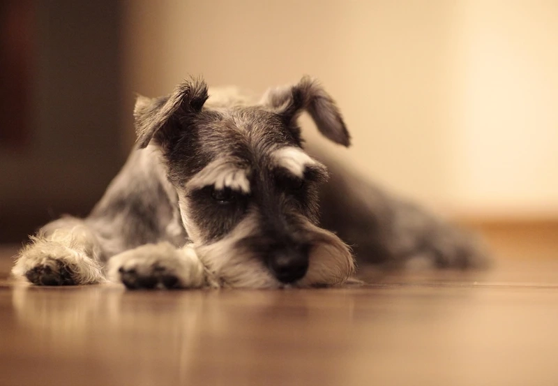 Thuần chủng Đức hoàn hảo của chó Schnauzer Đức