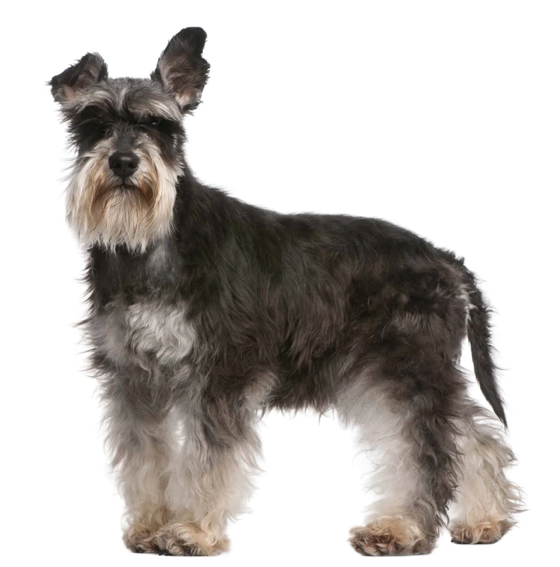 Đáng yêu xỉu với chó Schnauzer đáng yêu