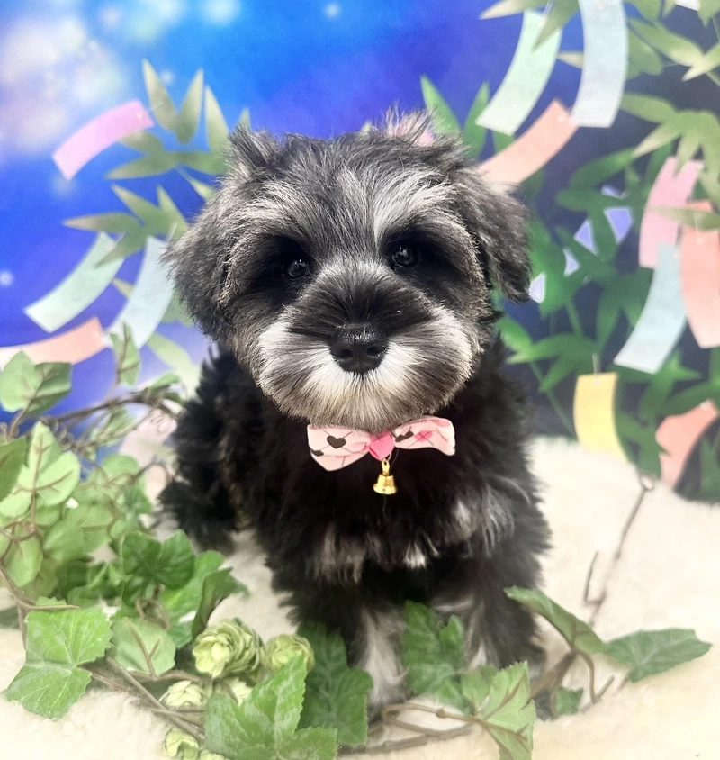 Năng động vui nhộn như chó Schnauzer năng động