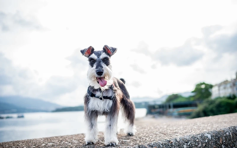Hình ảnh nổi bật từ hình ảnh chó Schnauzer đẹp
