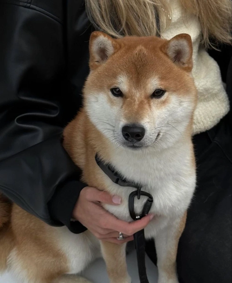 Đặc điểm của chó Shiba Inu dễ thương và nổi bật