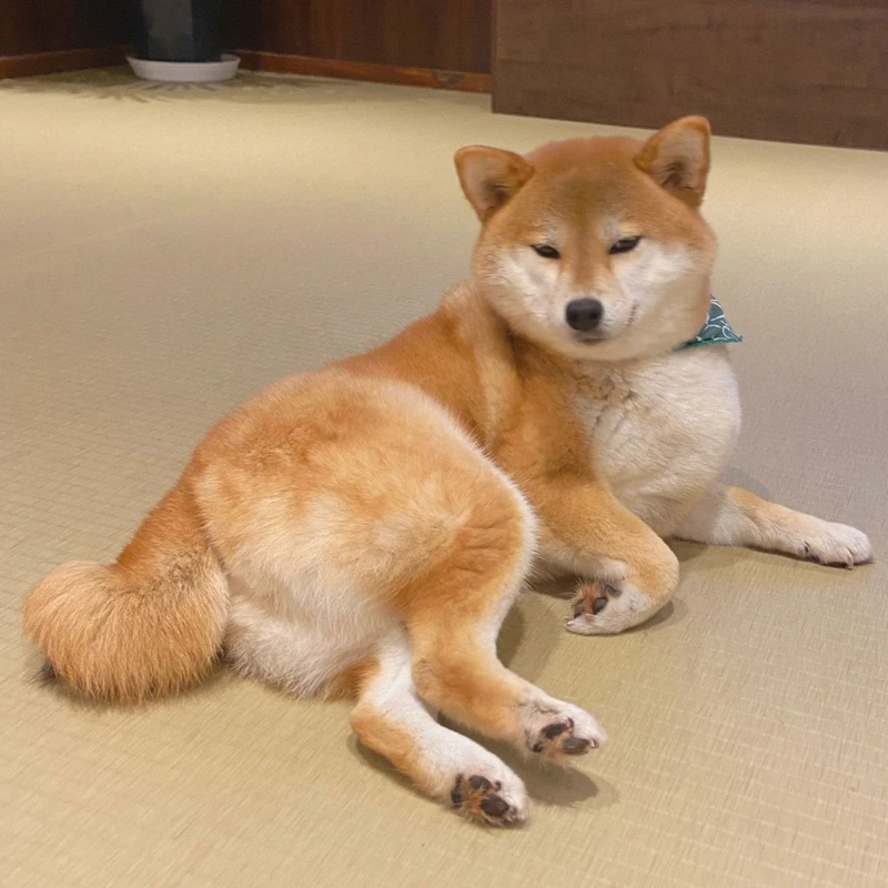 Ngắm vẻ đáng yêu tuyệt vời của ảnh chó Shiba Inu dễ thương