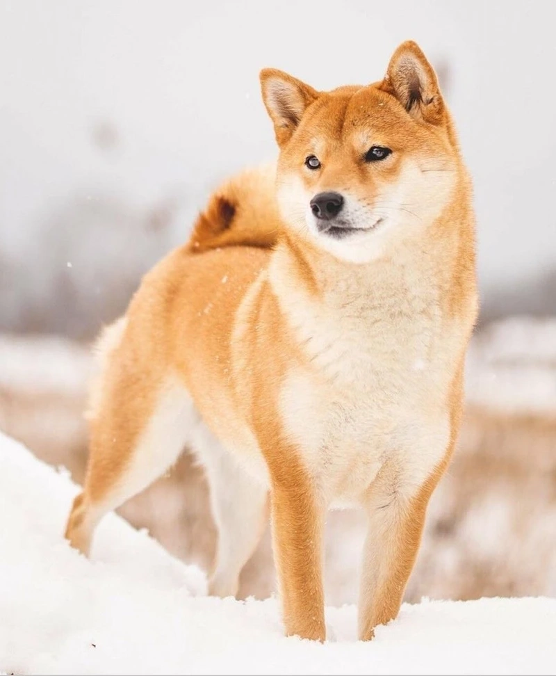 Tan chảy trước biểu cảm xỉu của chó Shiba Inu cute xỉu