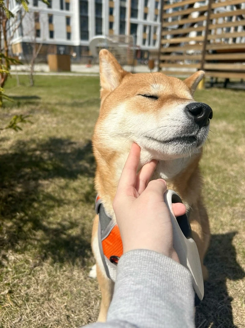 Gương mặt rạng rỡ của chó Shiba Inu mặt cười