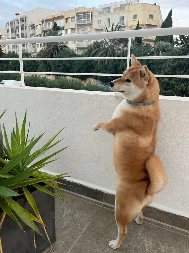 Năng động tràn đầy sức sống cùng chó Shiba Inu chạy nhảy năng động