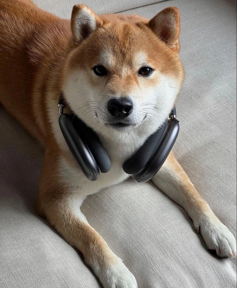Ánh mắt hút hồn từ chó Shiba Inu nhìn camera