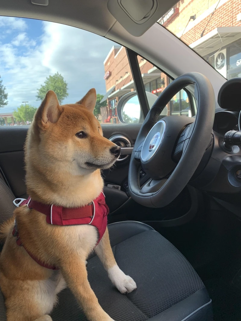 Bé nhỏ siêu cưng là chó Shiba Inu con đáng yêu