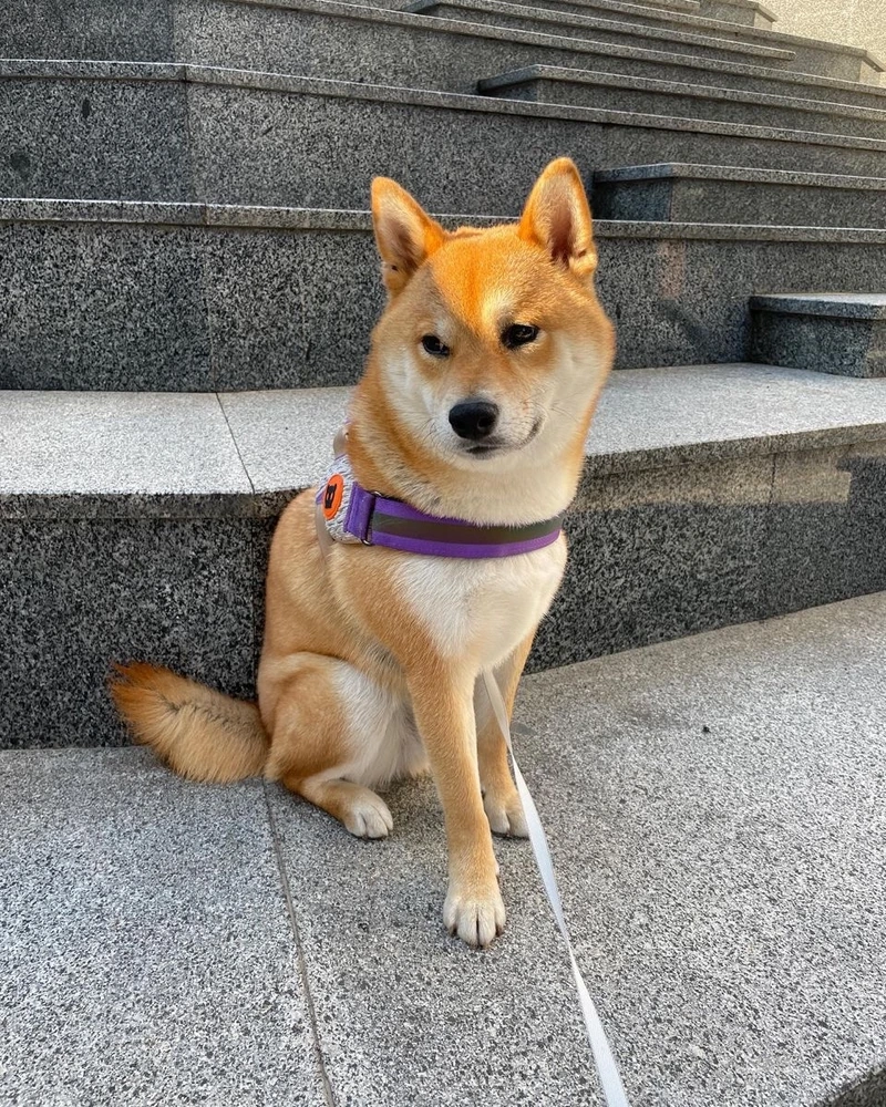 Nghịch ngợm vui nhộn như chó Shiba Inu tinh nghịch