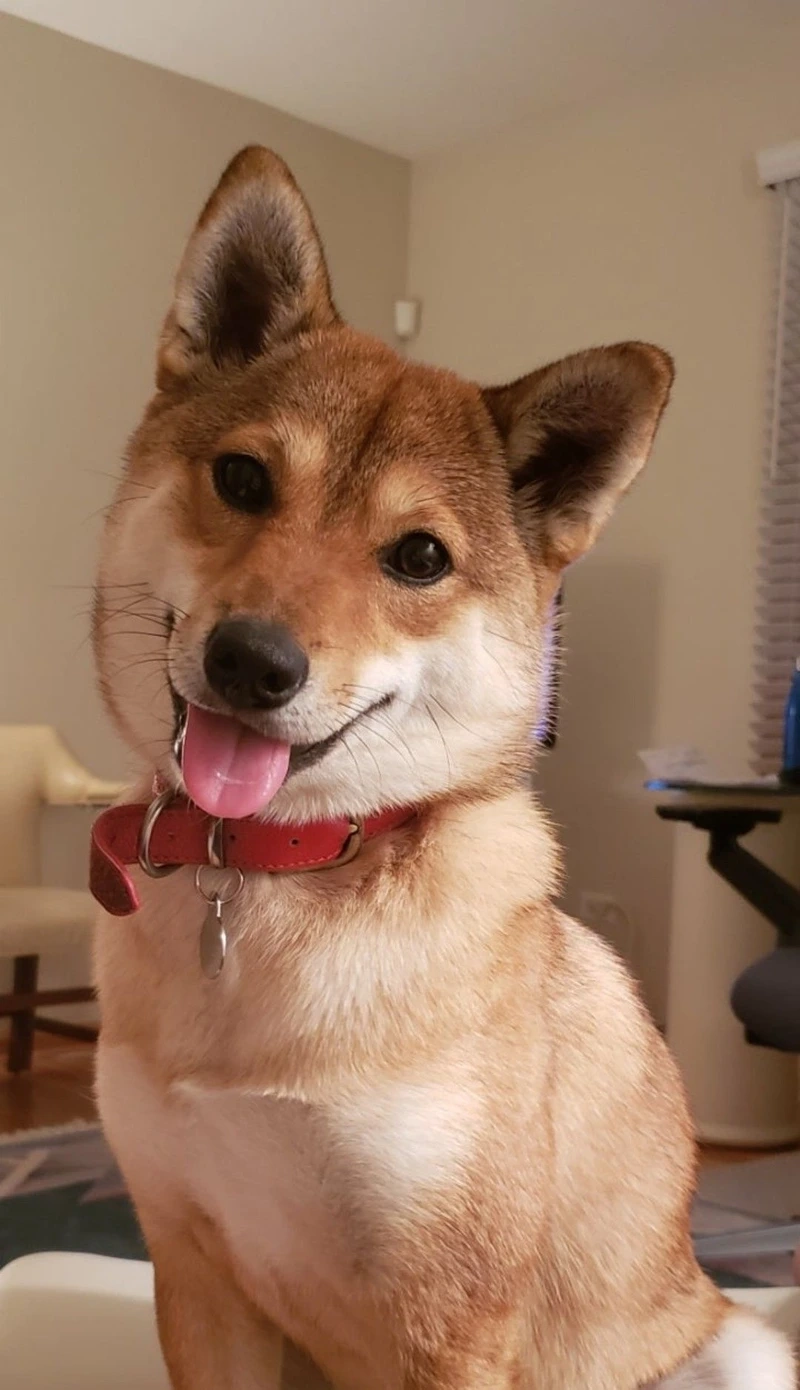 Biểu cảm hài hước đáng yêu từ chó Shiba Inu biểu cảm hài