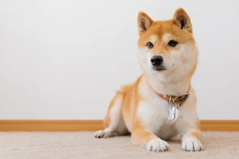 Cười tít mắt cực xinh của chó Shiba Inu cười tít mắt