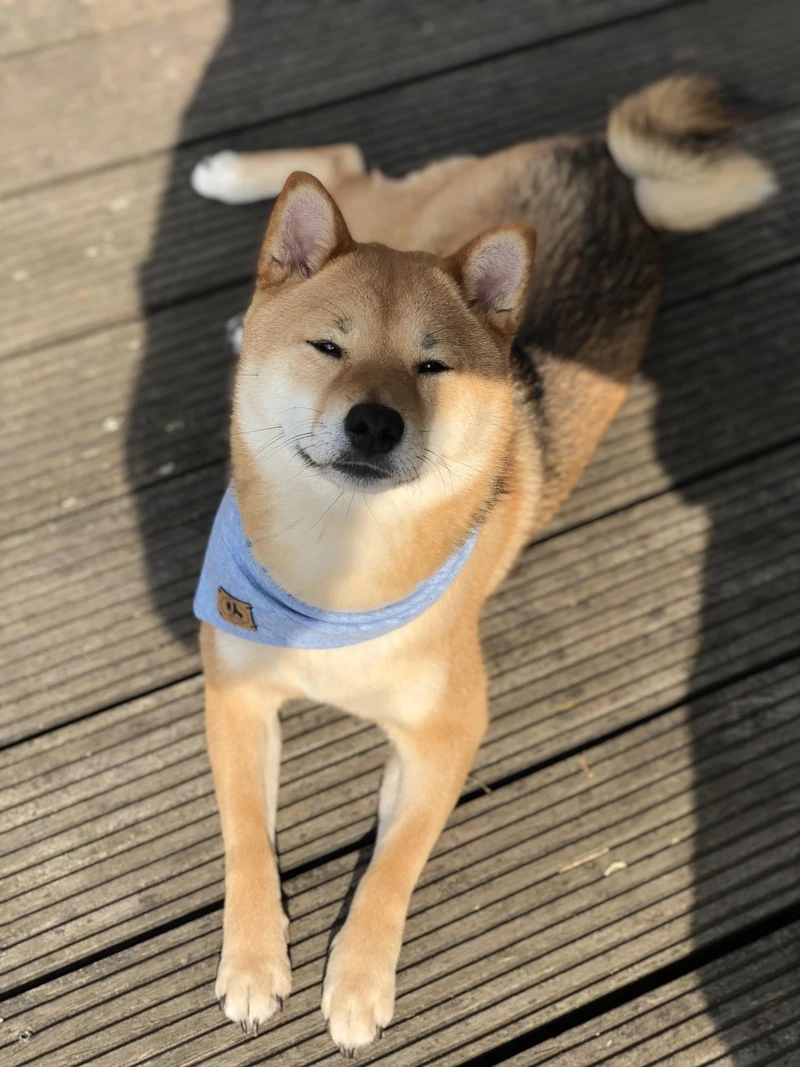 Tạo kiểu thần thái với chó Shiba Inu tạo kiểu
