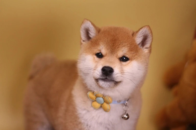 Tràn đầy năng lượng với chó Shiba Inu năng động