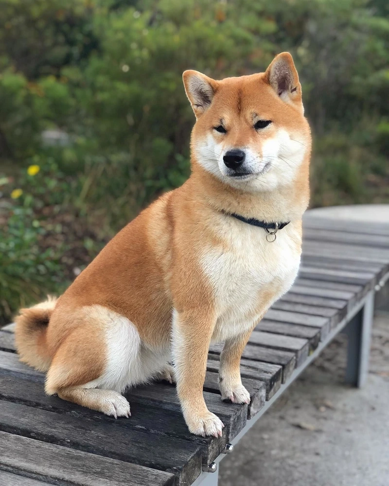 Khoảnh khắc đáng nhớ qua chó Shiba Inu chụp hình