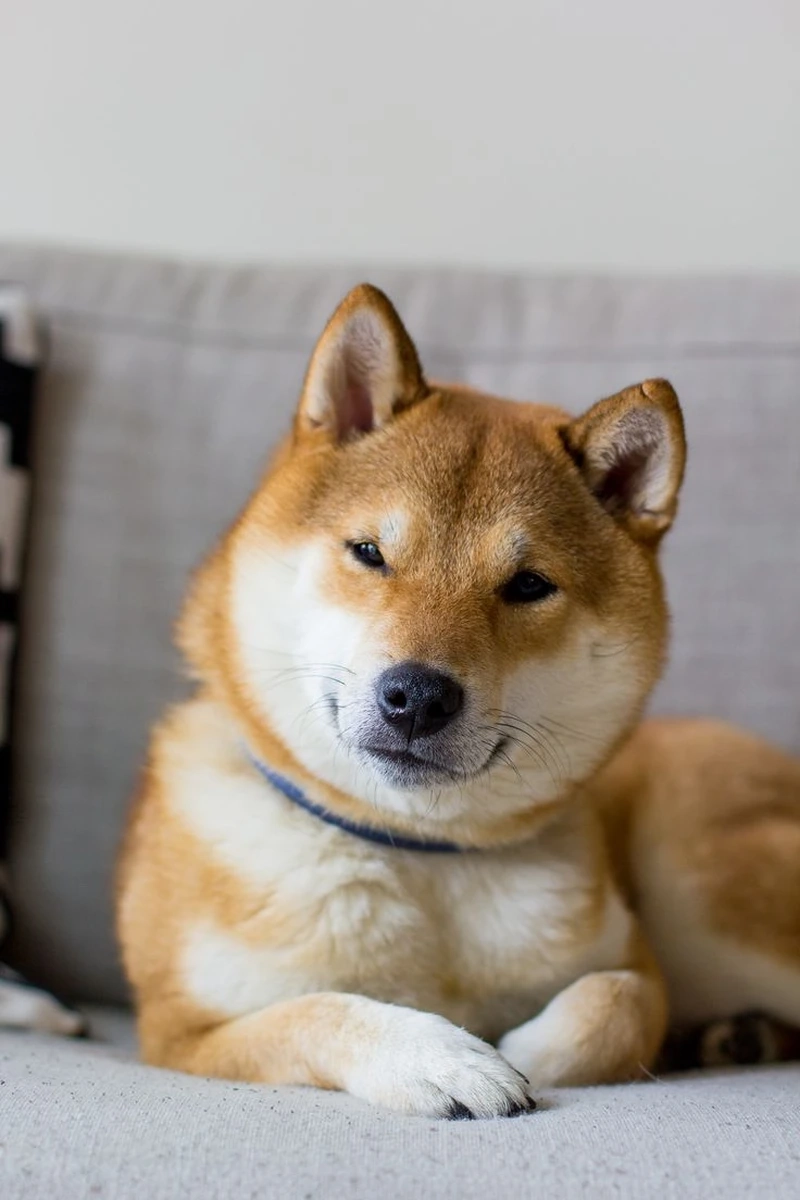 Niềm vui lan tỏa cùng chó Shiba Inu vui vẻ