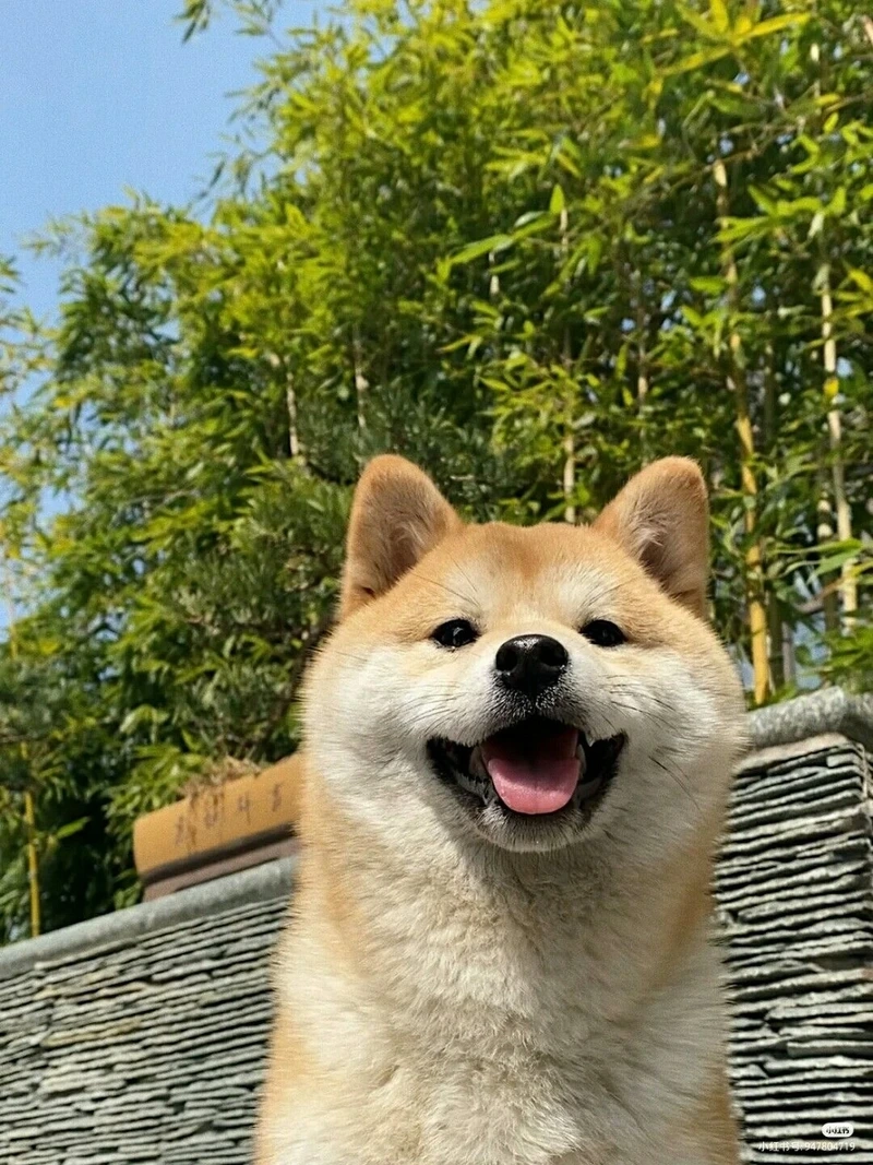 Đáng yêu xỉu với chó Shiba Inu đáng yêu xỉu