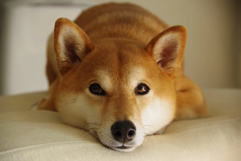 Hình ảnh nổi bật từ hình ảnh chó Shiba Inu đẹp