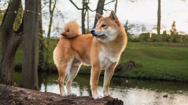 Ngọt ngào hết nấc với chó Shiba Inu dễ thương
