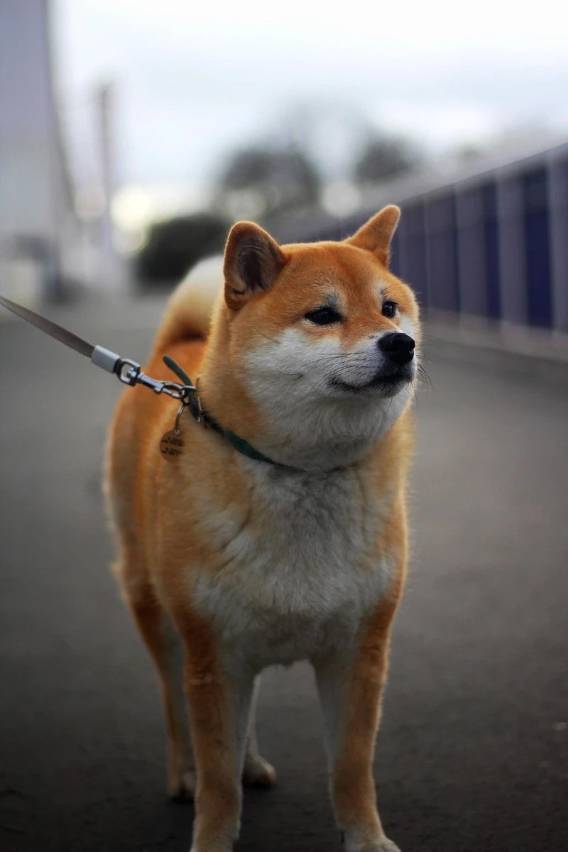 Ảnh đại diện cực xinh của avatar chó Shiba Inu