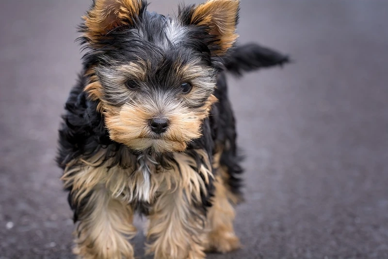 Đặc điểm của chó Yorkshire Terrier 