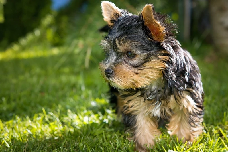 Hình siêu nét của hình ảnh chó Yorkshire Terrier