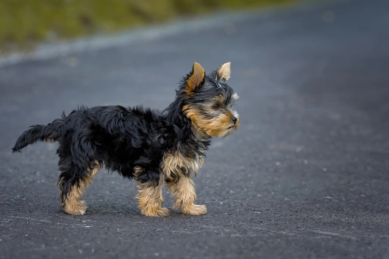 Nét đẹp sang trọng của chó Yorkshire Terrier đẹp