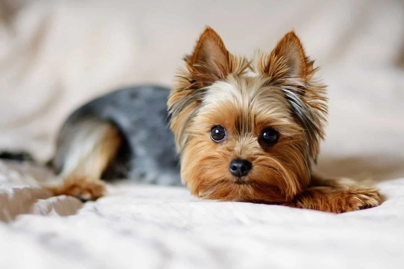 Bé cưng siêu đáng yêu chó Yorkshire Terrier cute