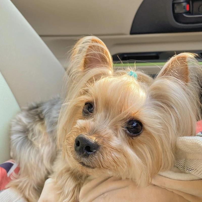 Nhìn bé nhỏ mà mê chó Yorkshire Terrier con