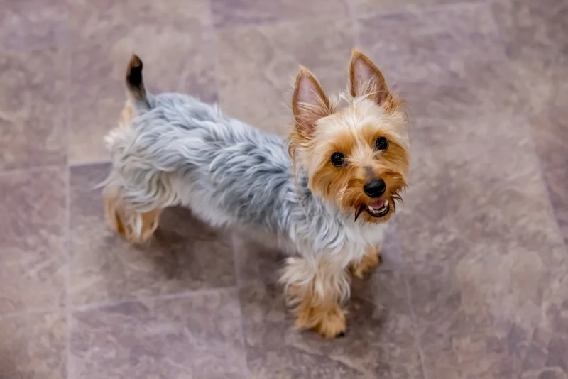 Mini mà xinh quá trời chó Yorkshire Terrier mini