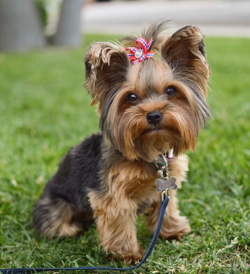 Lông dài mềm mượt chó Yorkshire Terrier lông dài