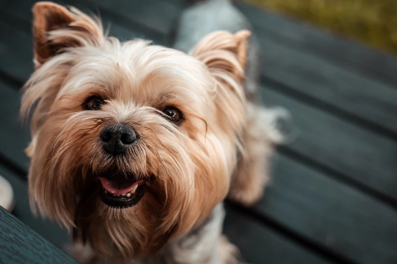 Dễ thương hết nấc với ảnh chó Yorkshire Terrier dễ thương