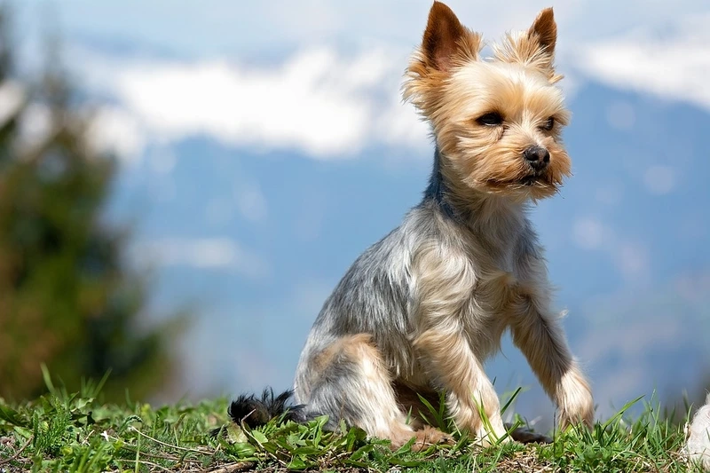 Bé nhỏ mà duyên dáng chó Yorkshire Terrier nhỏ xinh