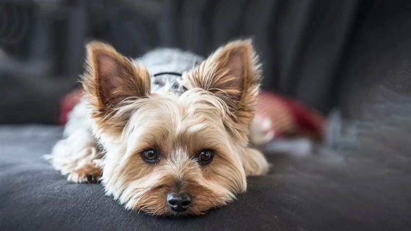 Tạo kiểu cực chất chó Yorkshire Terrier tạo kiểu