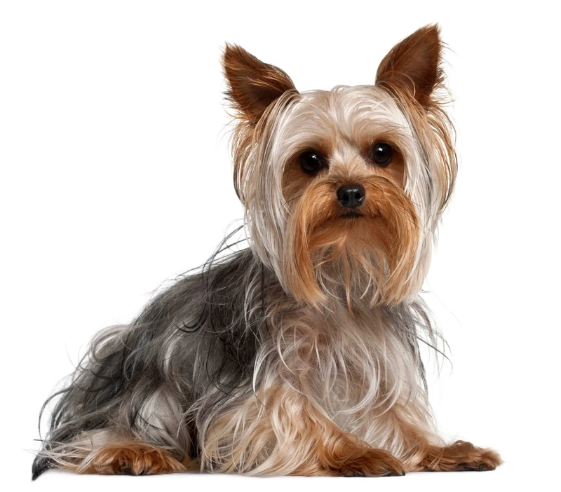 Mini cực cưng luôn chó Yorkshire Terrier mini