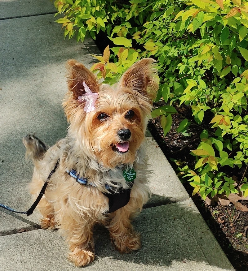 Gương mặt vui vẻ của chó Yorkshire Terrier vui vẻ