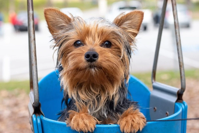 Năng lượng tràn đầy từ chó Yorkshire Terrier năng động