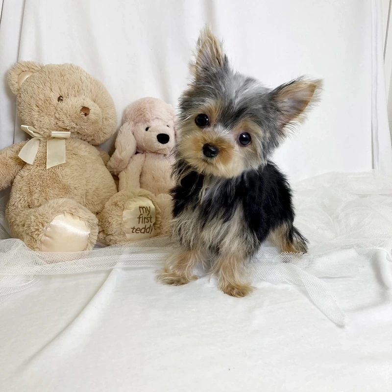 Pha nghịch ngợm đáng yêu chó Yorkshire Terrier tinh nghịch