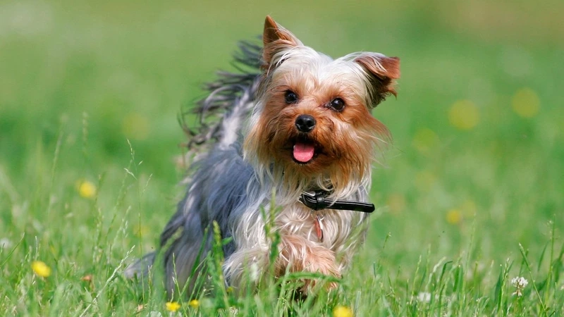 Bé pose hình siêu đẹp chó Yorkshire Terrier chụp hình