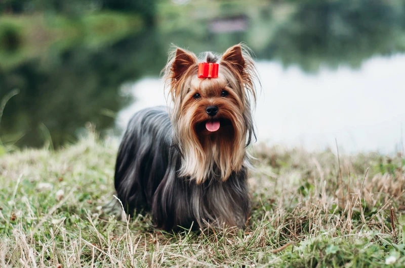 Gọn gàng thanh lịch chó Yorkshire Terrier gọn gàng