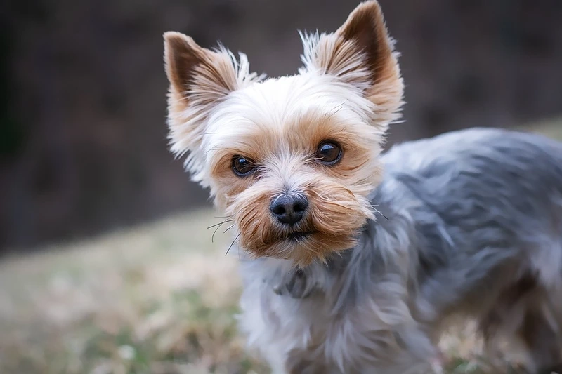 Gương mặt yêu quá mức chó Yorkshire Terrier đáng yêu