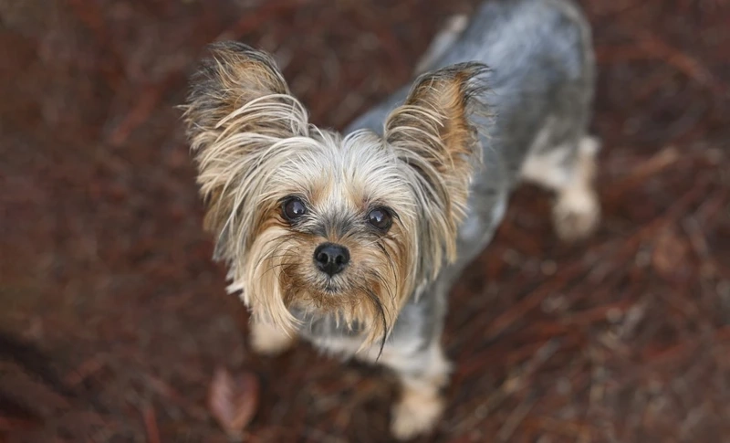 Ảnh đại diện siêu xinh avatar chó Yorkshire Terrier