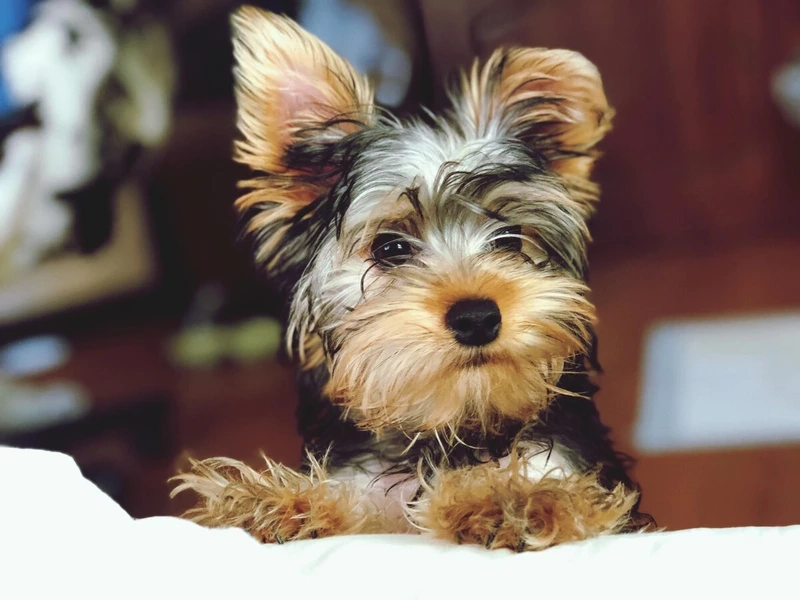 Thông minh lanh lợi chó Yorkshire Terrier thông minh