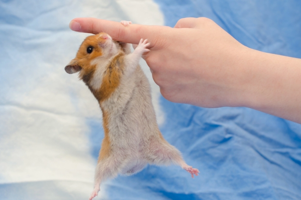 Chuột hamster robo mặt nâu nhanh nhẹn và tinh nghịch