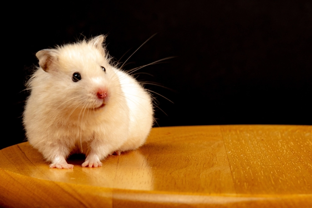 Tổng hợp các loại hamster phổ biến nhất hiện nay