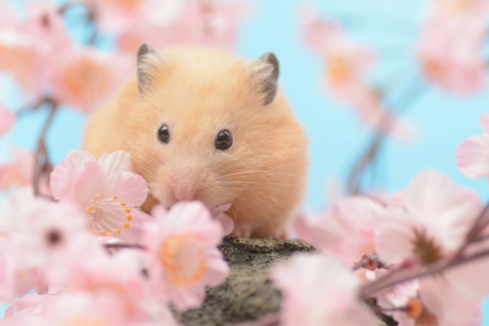 Chú chuột hamster bear lông vàng đang gặm hạt hướng dương