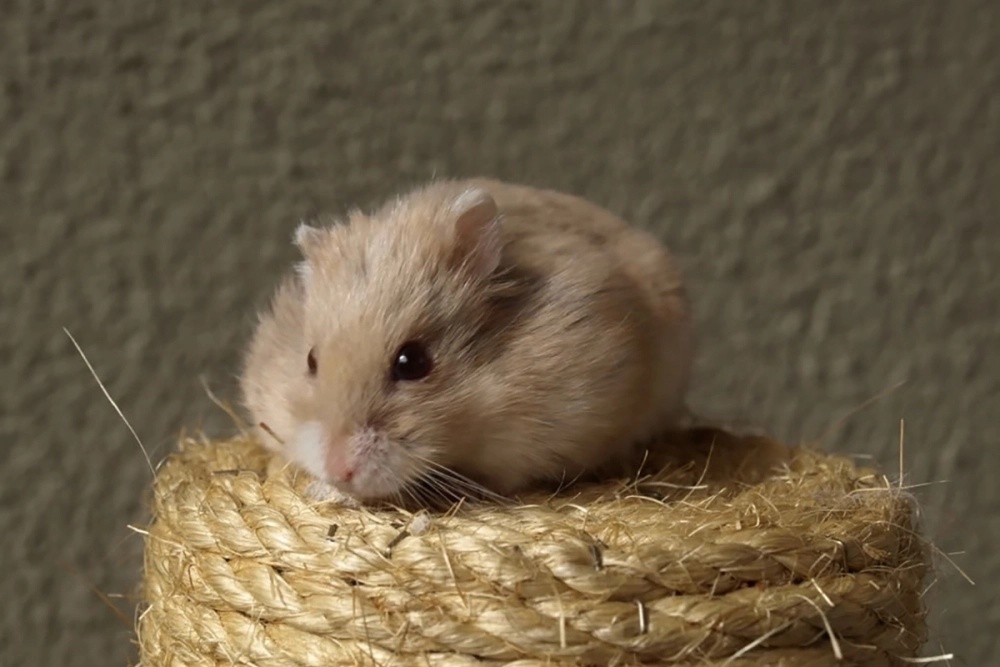 Hình nền hamster cute chất lượng cao cho điện thoại