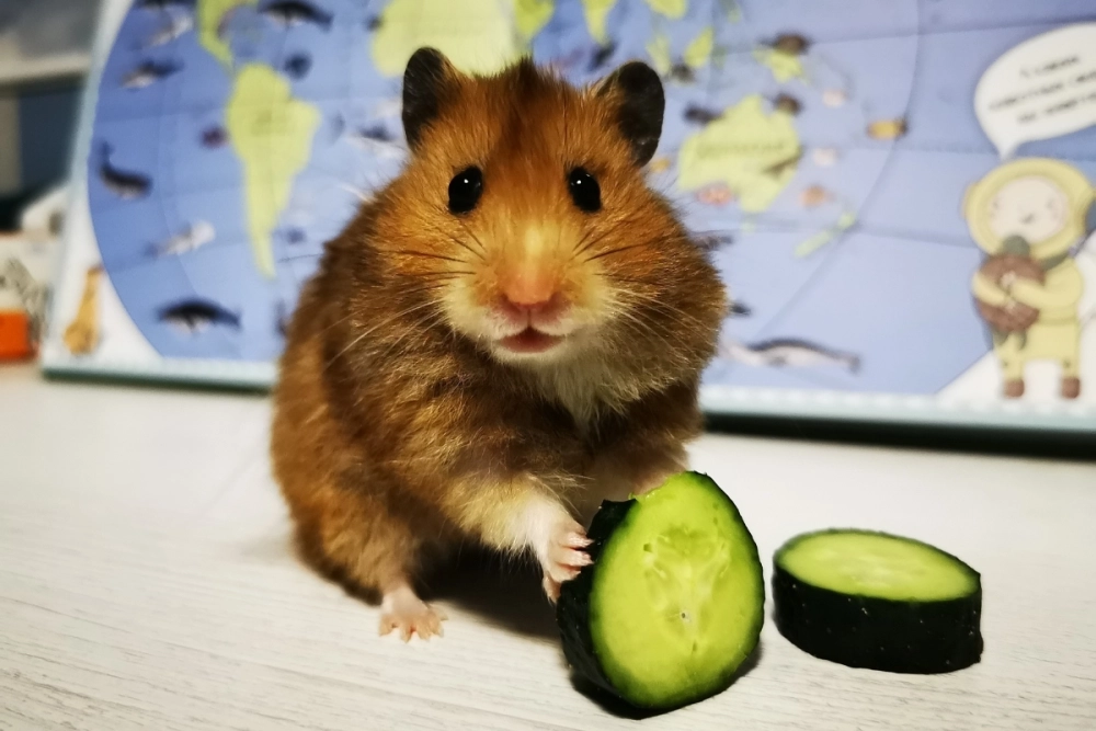 Bé hamster ăn phô mai với biểu cảm phồng má đáng yêu