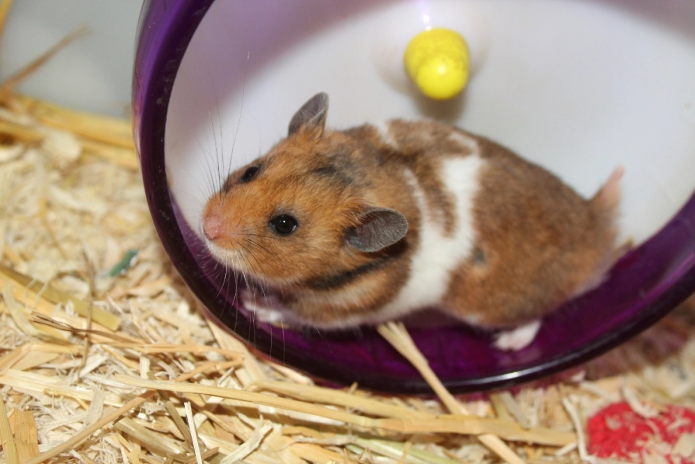 Hình vẽ hamster chibi phong cách anime ngọt ngào