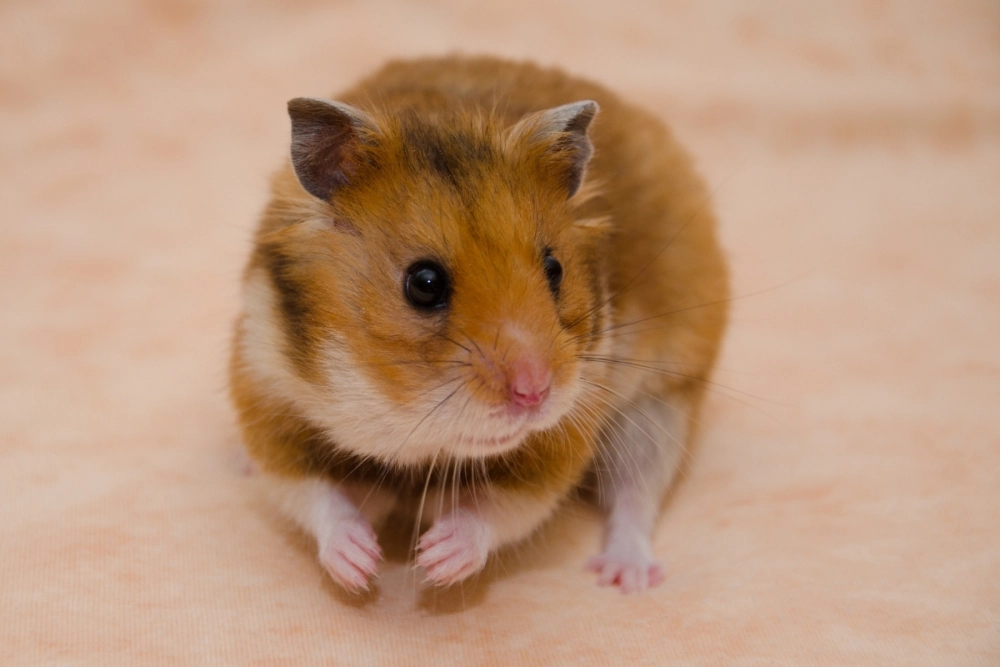 Ảnh hamster chế hài hước làm meme comment facebook