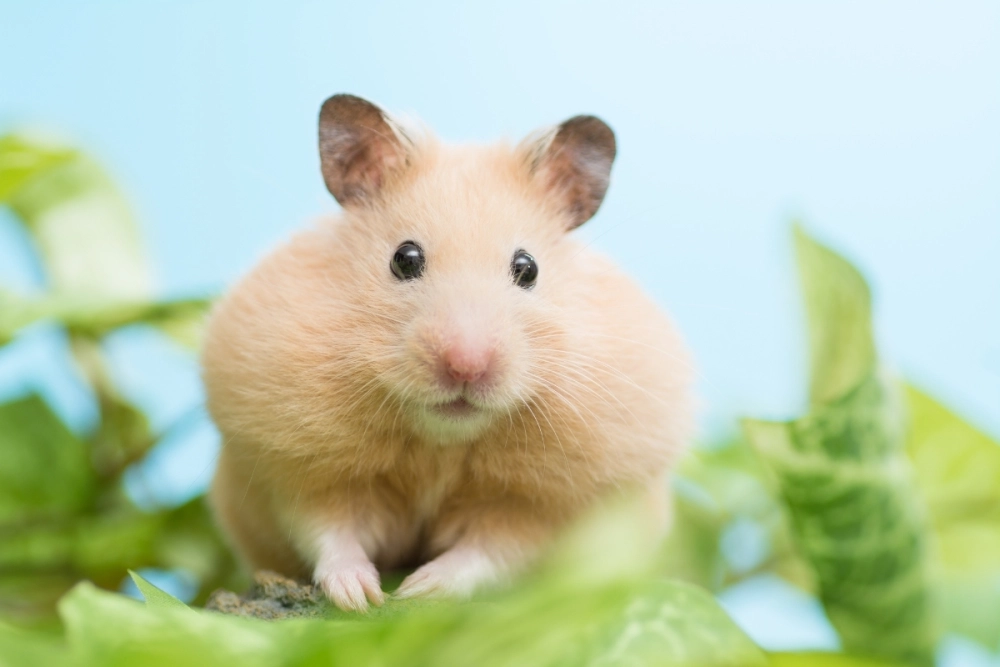 Chuột hamster winter white màu trắng tuyết tinh khôi